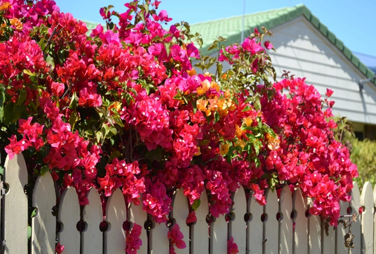 Com suas flores exuberantes em tons vibrantes, é perfeita para destacar o charme tropical que pode ser adicionado à frente de casas.