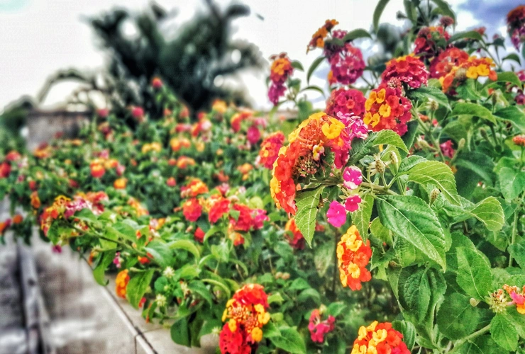 Apresenta inflorescências coloridas que variam entre amarelo, laranja, rosa e vermelho. Ideal para ilustrar a diversidade de cores que essa planta oferece.