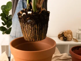 Verde que transforma 4 plantas de interior que purificam o ar e dão nova vida à sua casa