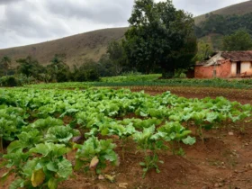 INCRA Descomplicado O que é e como influencia a vida no campo